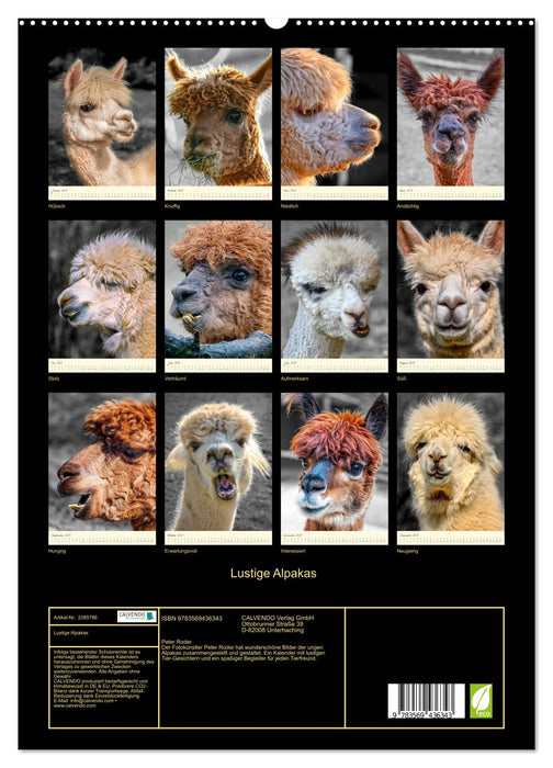 Lustige Alpakas (CALVENDO Premium Wandkalender 2027)