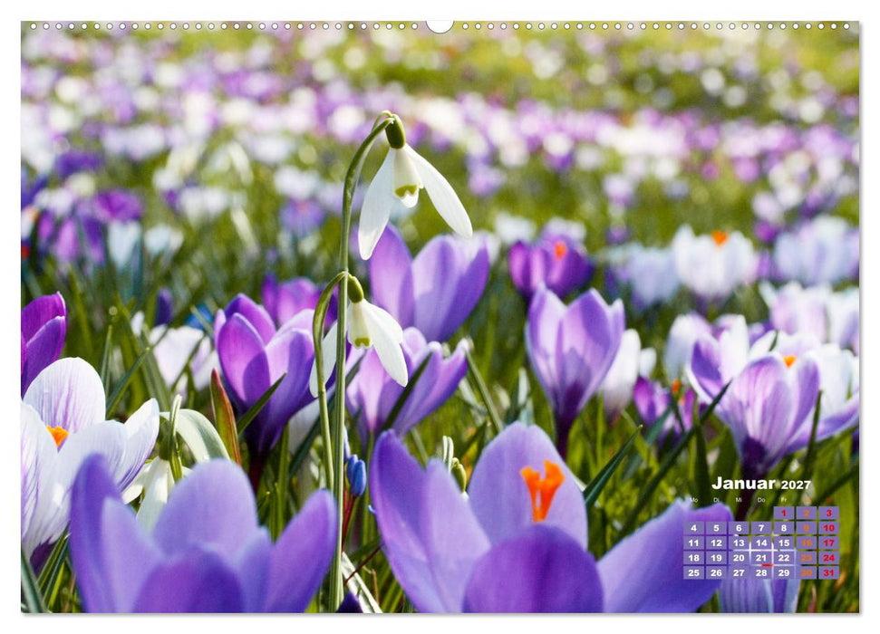 Urlaub im Garten (CALVENDO Wandkalender 2027)