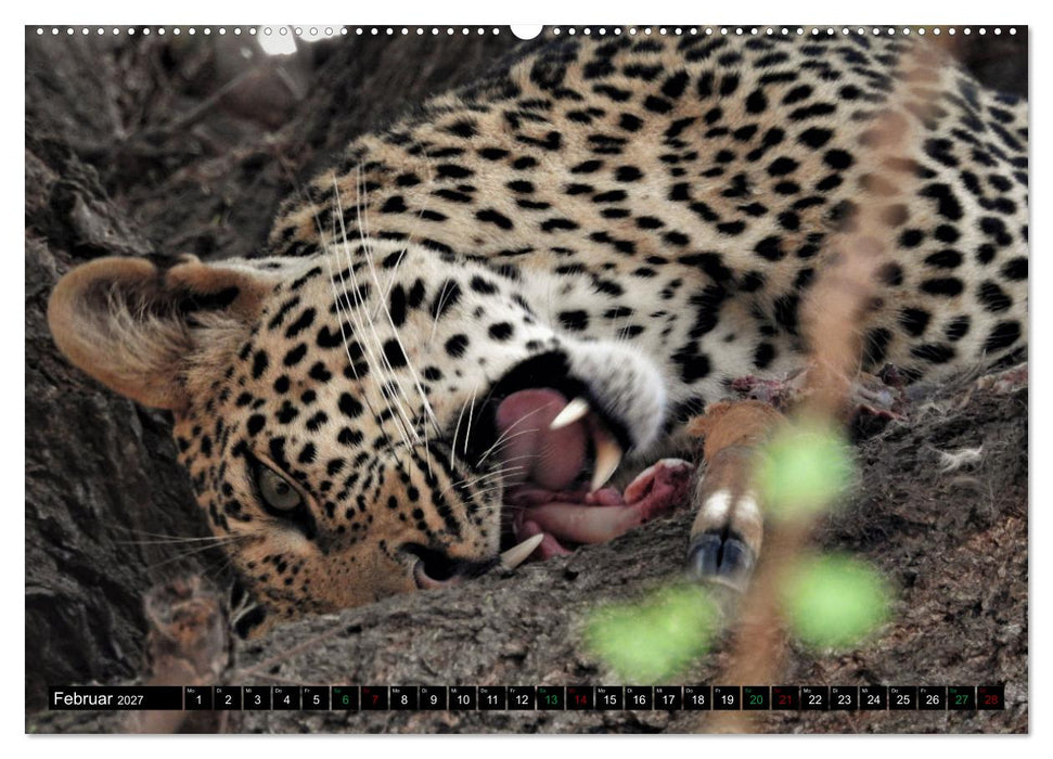Verrückt nach SAFARI Unterwegs im Tsavo Ost und West Kenia (CALVENDO Wandkalender 2027)