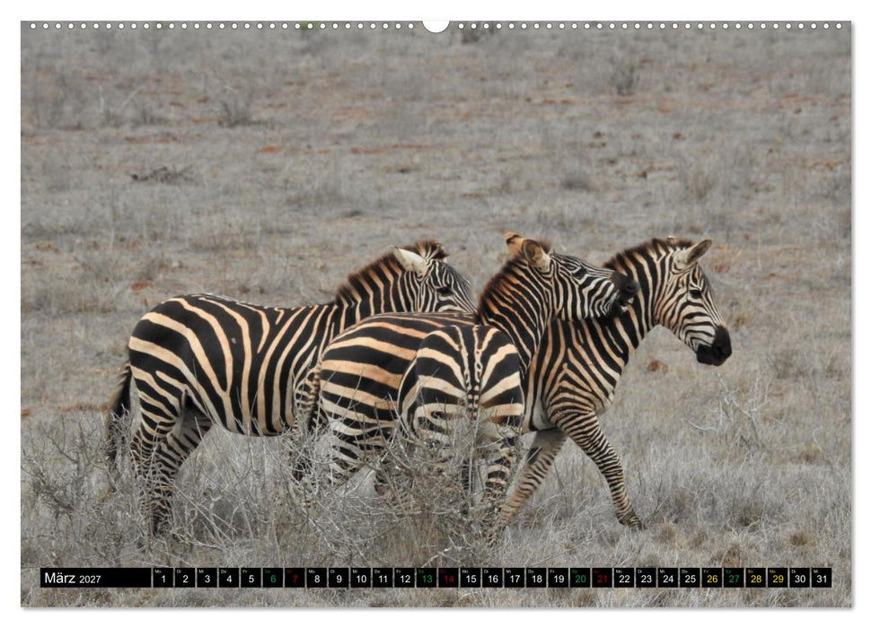 Verrückt nach SAFARI Unterwegs im Tsavo Ost und West Kenia (CALVENDO Wandkalender 2027)
