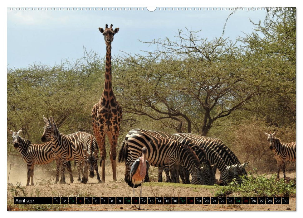 Verrückt nach SAFARI Unterwegs im Tsavo Ost und West Kenia (CALVENDO Premium Wandkalender 2027)