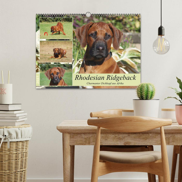 Rhodesian Ridgeback - Charmanter Dickkopf aus Afrika (CALVENDO Wandkalender 2027)