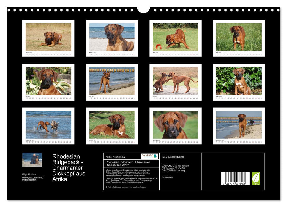 Rhodesian Ridgeback - Charmanter Dickkopf aus Afrika (CALVENDO Wandkalender 2027)