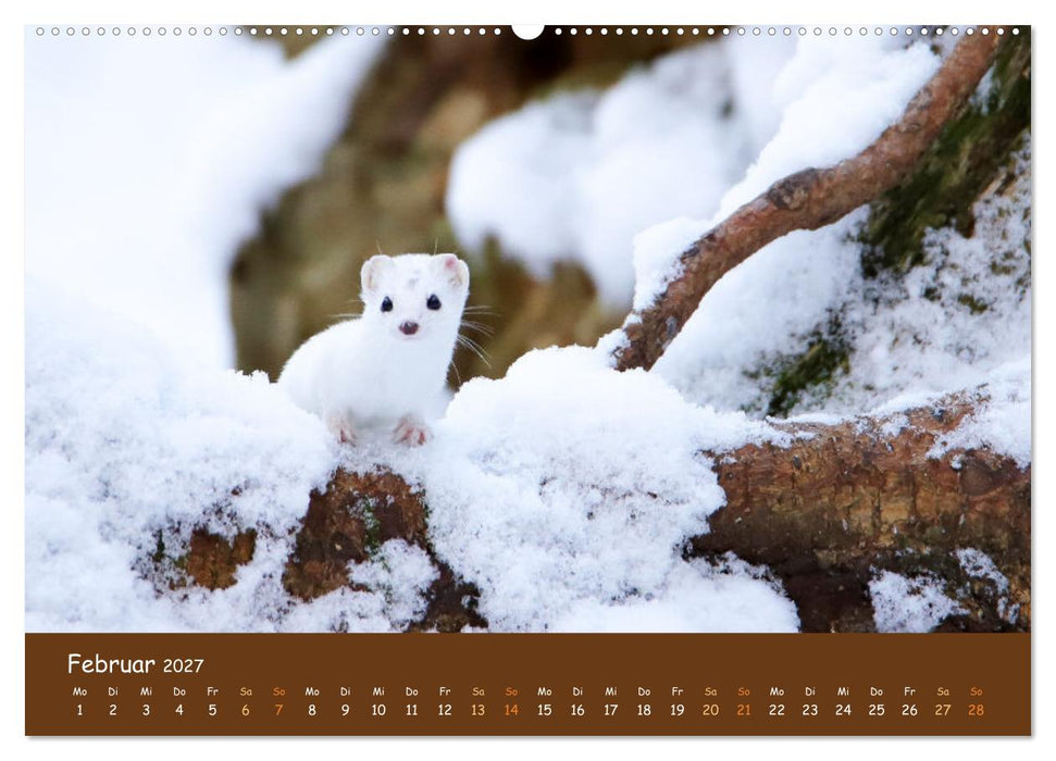ES WIRD WILD Wildtiere von klein bis groß (CALVENDO Premium Wandkalender 2027)