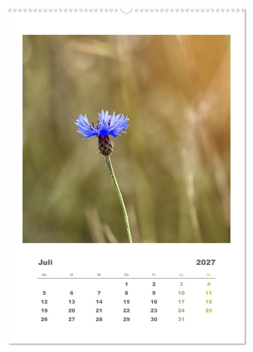 Minimalistisch, Gräser, Blüten, Blätter und Zweige im Fokus (CALVENDO Premium Wandkalender 2027)