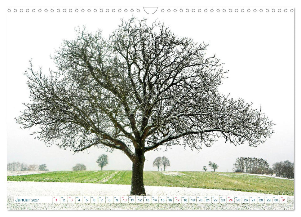 Ein Nussbaum von Januar bis Dezember (CALVENDO Wandkalender 2027)