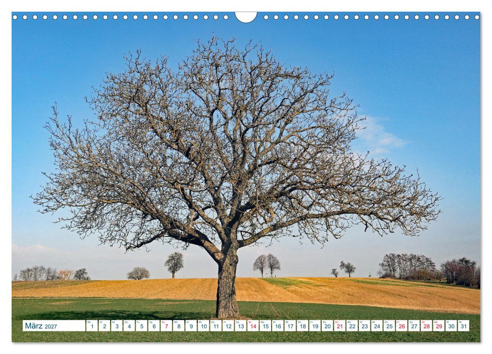 Ein Nussbaum von Januar bis Dezember (CALVENDO Wandkalender 2027)