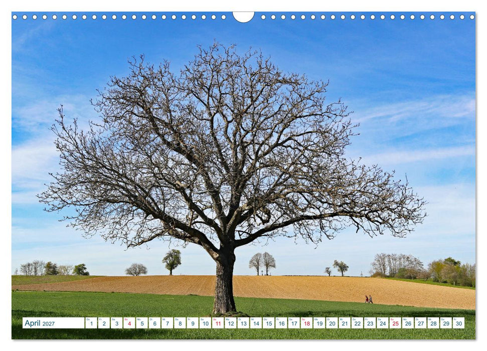 Ein Nussbaum von Januar bis Dezember (CALVENDO Wandkalender 2027)