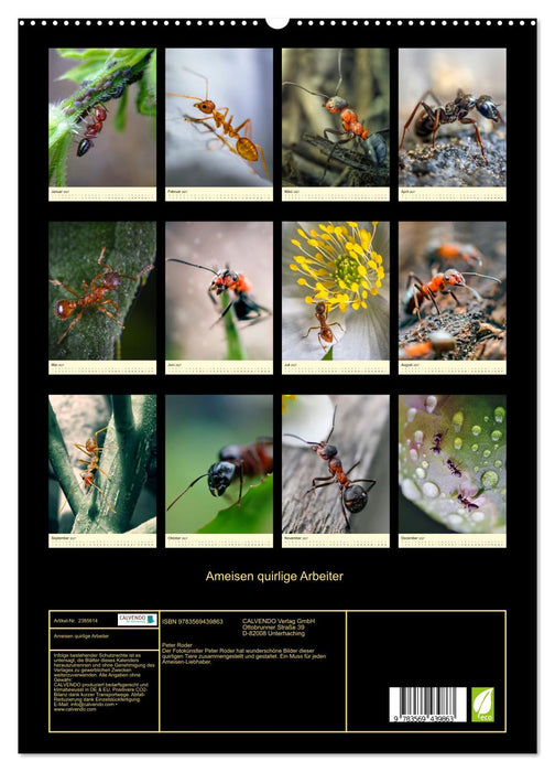 Ameisen quirlige Arbeiter (CALVENDO Premium Wandkalender 2027)
