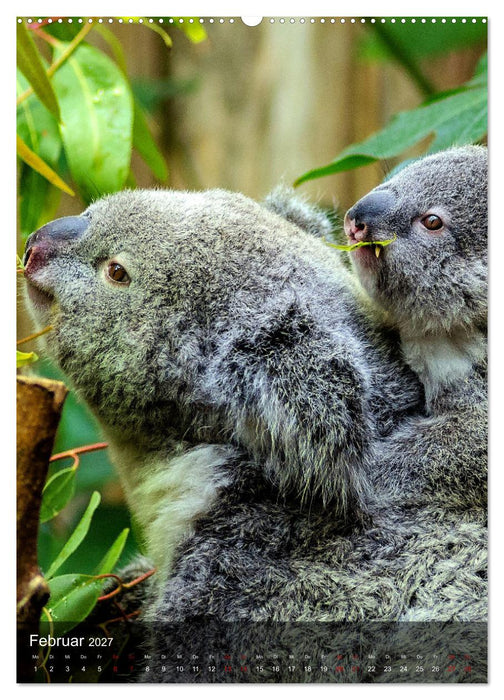 Koalas auf den Pelz gerückt (CALVENDO Premium Wandkalender 2027)