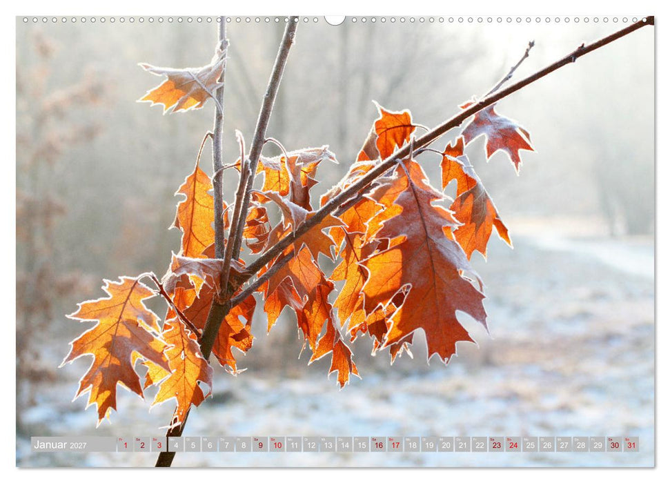 Natur, die bezaubert (CALVENDO Premium Wandkalender 2027)