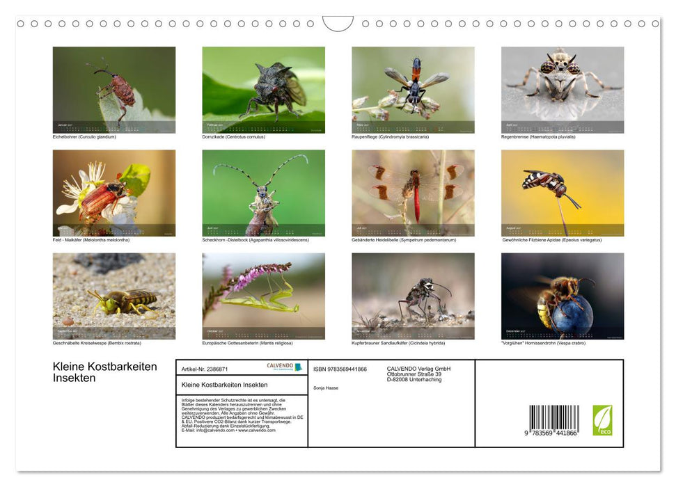 Kleine Kostbarkeiten Insekten (CALVENDO Wandkalender 2027)