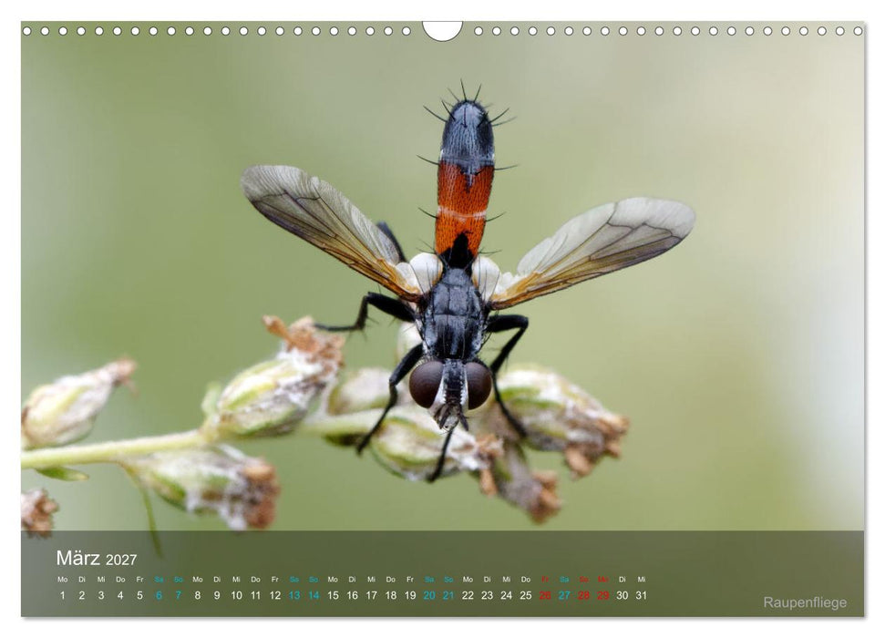 Kleine Kostbarkeiten Insekten (CALVENDO Wandkalender 2027)