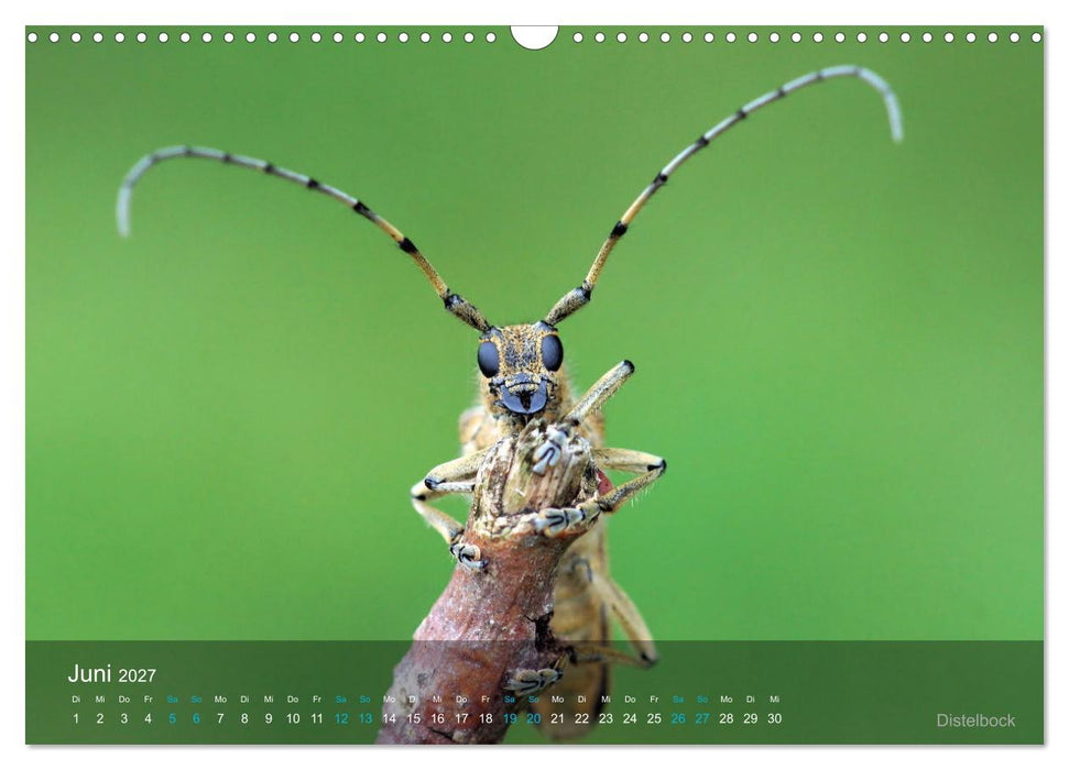 Kleine Kostbarkeiten Insekten (CALVENDO Wandkalender 2027)