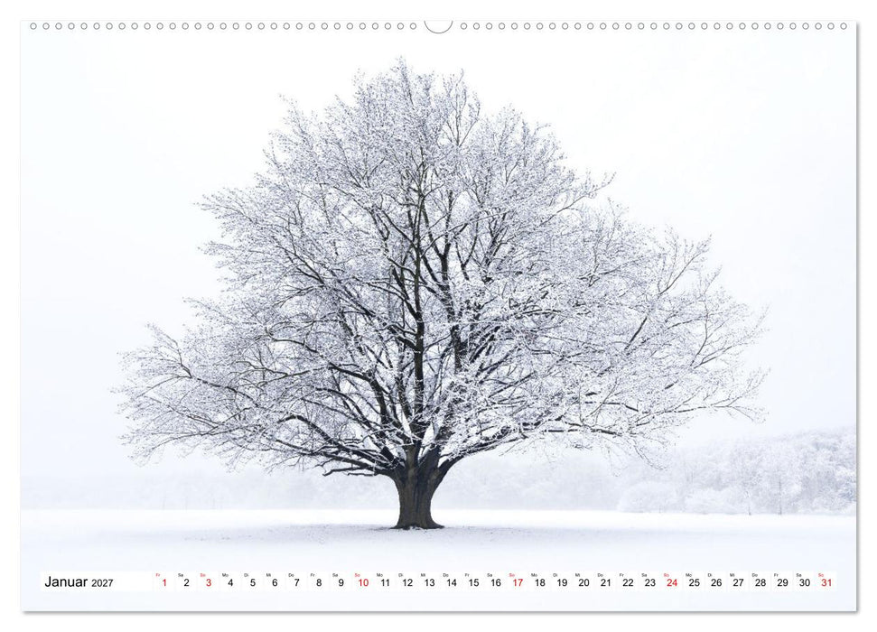 Die Buche: 12 Baumporträts (CALVENDO Premium Wandkalender 2027)