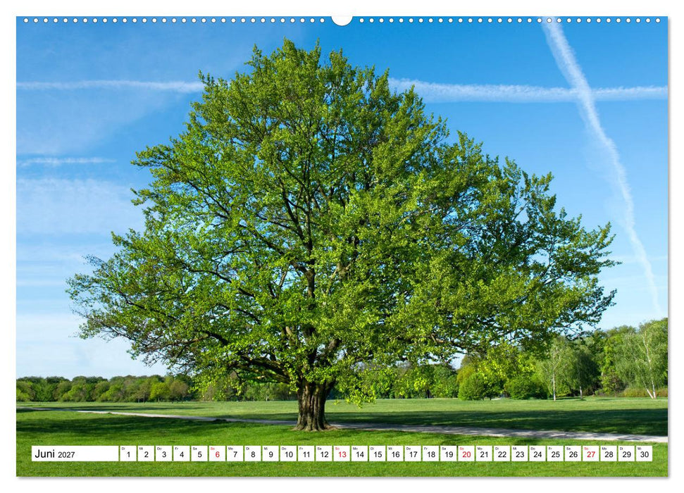 Die Buche: 12 Baumporträts (CALVENDO Premium Wandkalender 2027)