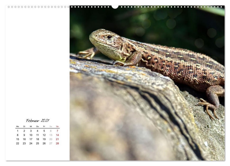 Eidechsen, flinke Räuber (CALVENDO Wandkalender 2027)