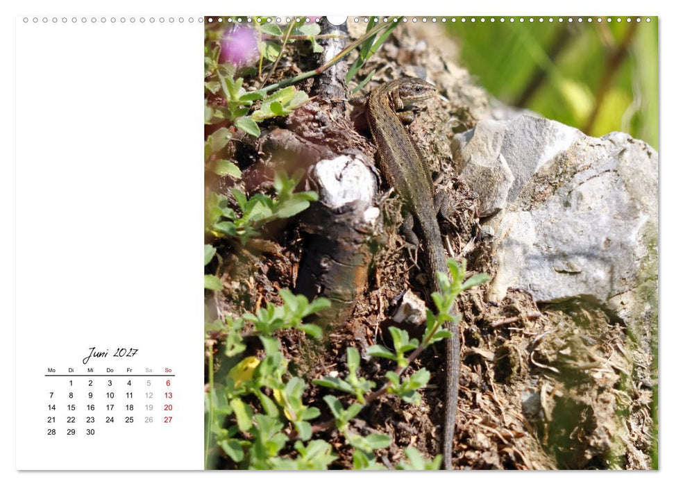 Eidechsen, flinke Räuber (CALVENDO Wandkalender 2027)
