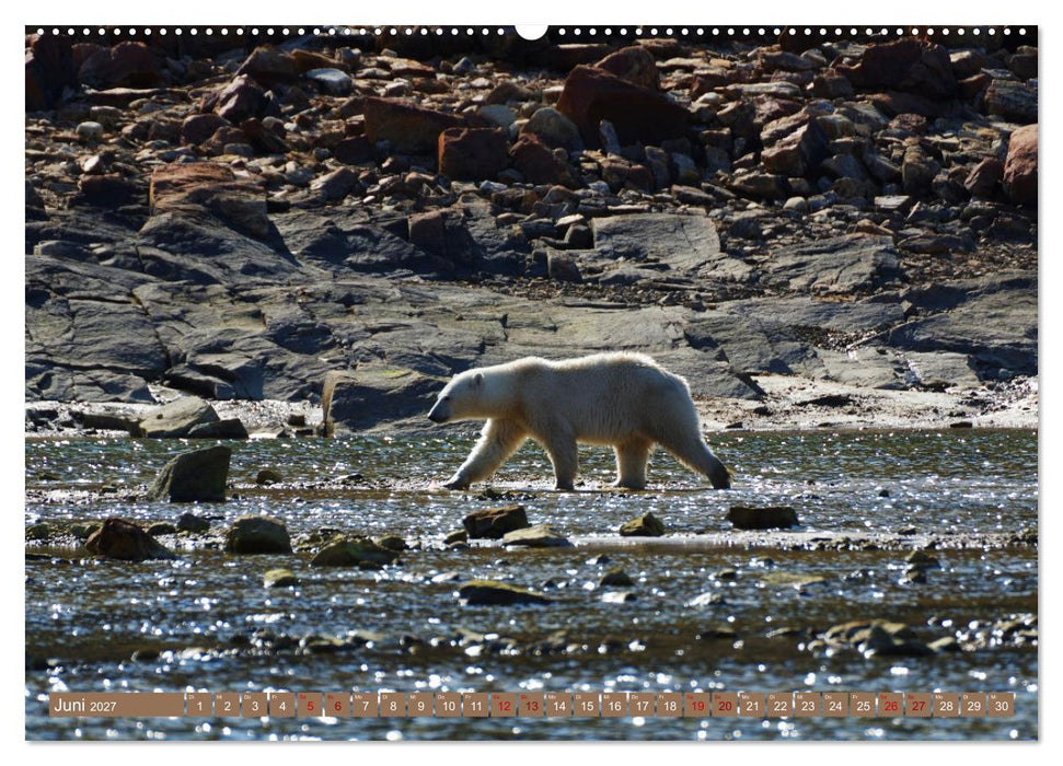 Wilde Bärenwelt (CALVENDO Premium Wandkalender 2027)