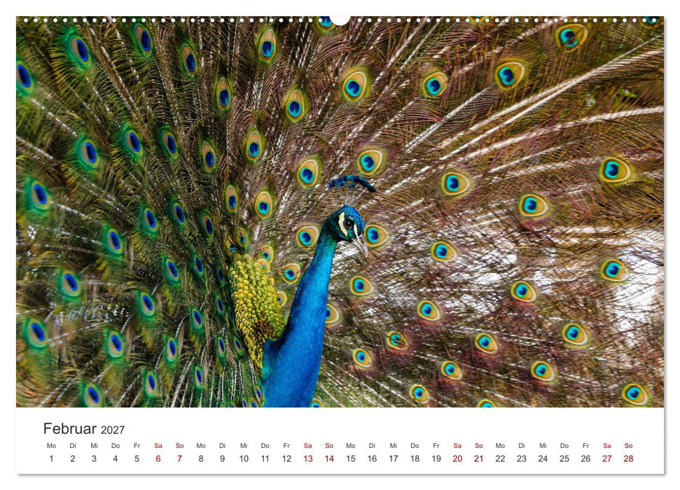 Venezuela - Eine Reise entlang der Karibikküste. (CALVENDO Wandkalender 2027)