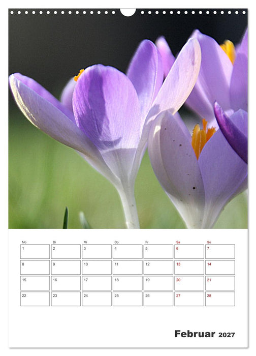 BLÜTENZAUBER (CALVENDO Wandkalender 2027)