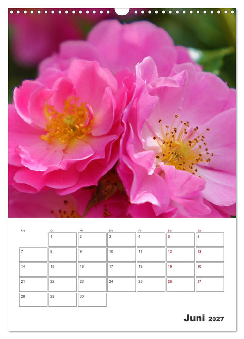 BLÜTENZAUBER (CALVENDO Wandkalender 2027)