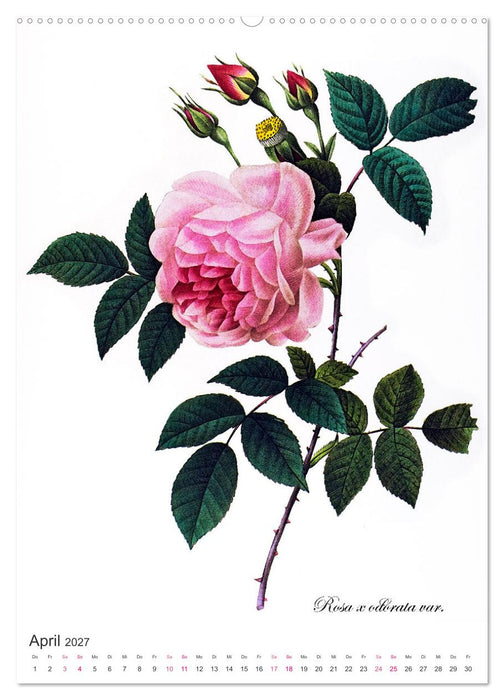 Rosen-Jahr (CALVENDO Premium Wandkalender 2027)