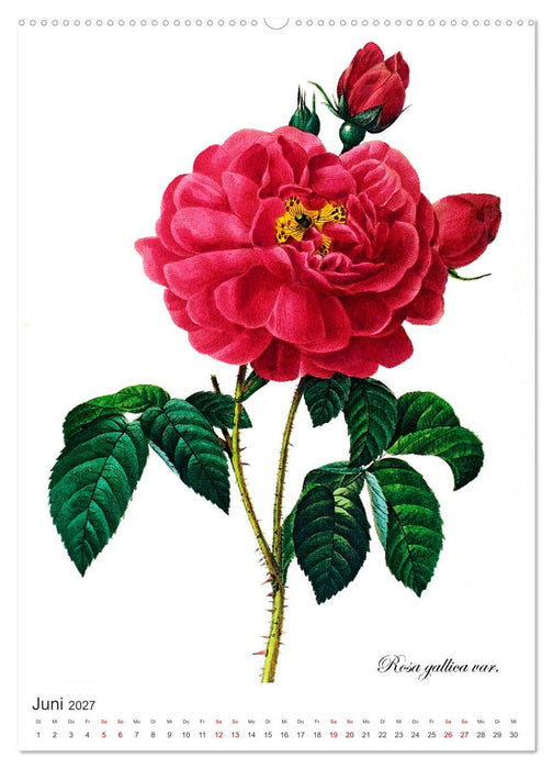 Rosen-Jahr (CALVENDO Premium Wandkalender 2027)
