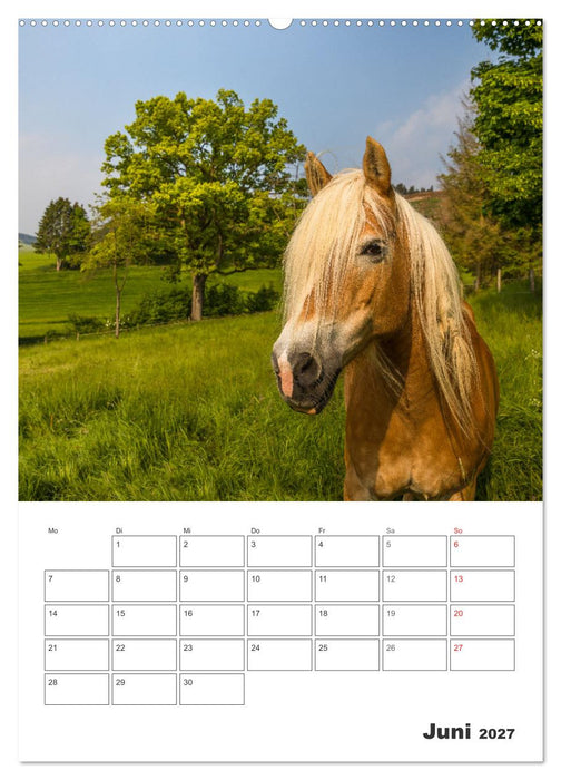 Wittgenstein – Eine Region mit beeindruckend schöner Landschaft (CALVENDO Premium Wandkalender 2027)
