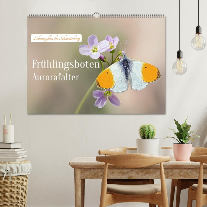Frühlingsboten Aurorafalter (CALVENDO Wandkalender 2027)