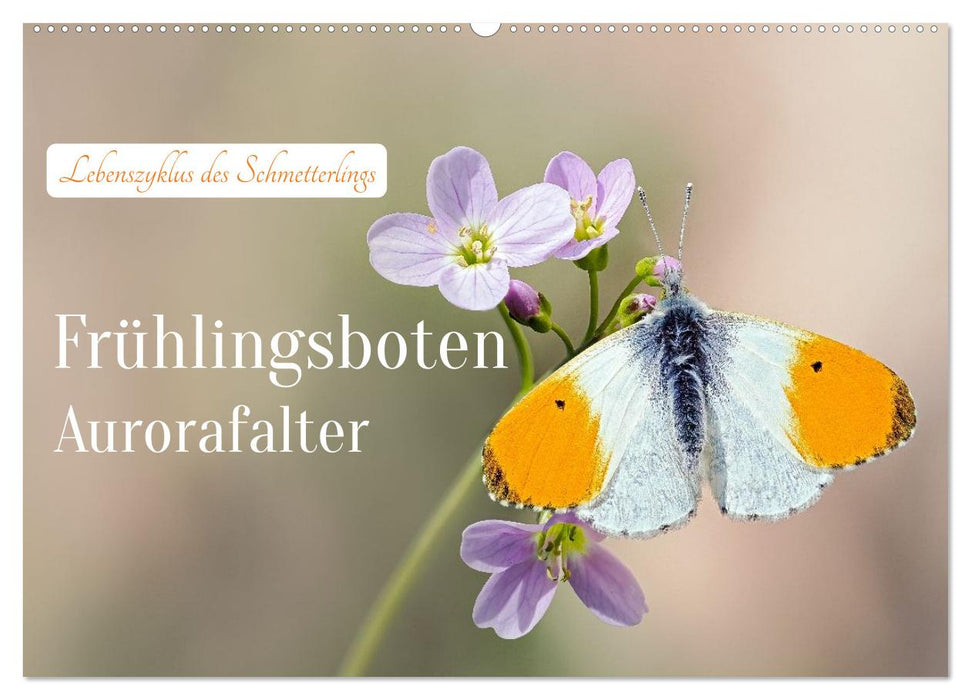 Frühlingsboten Aurorafalter (CALVENDO Wandkalender 2027)