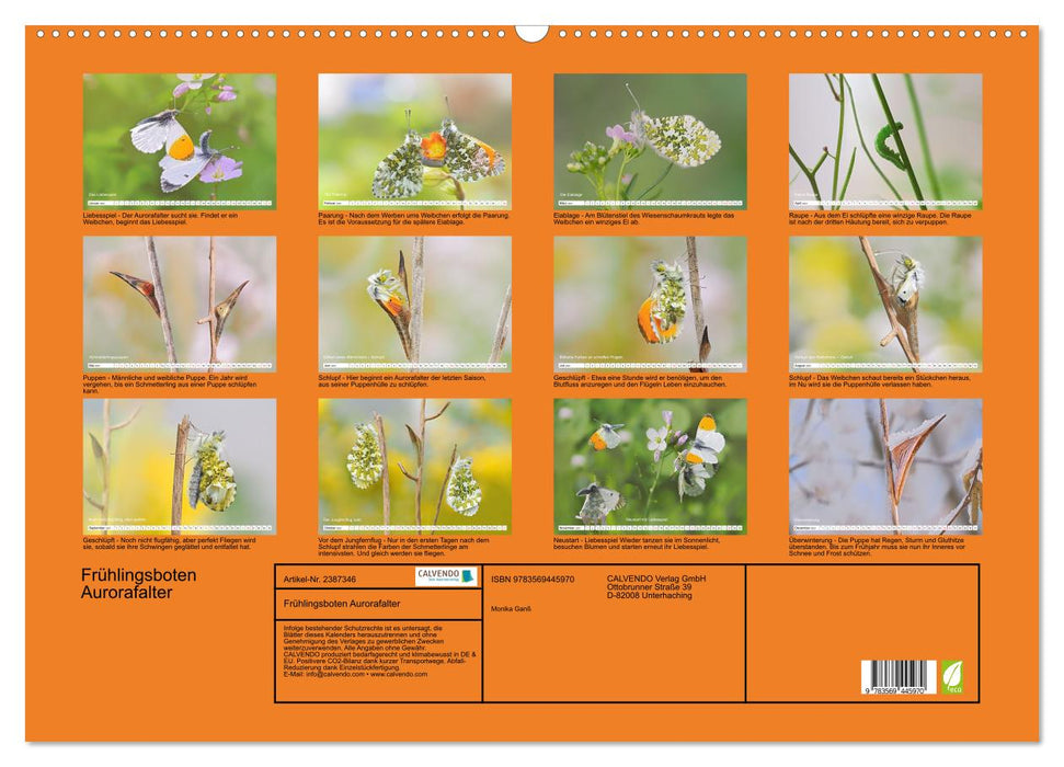 Frühlingsboten Aurorafalter (CALVENDO Wandkalender 2027)