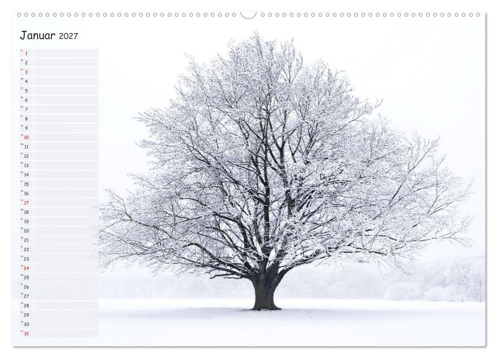 Die Buche: Jahresplaner 2027 (CALVENDO Wandkalender 2027)