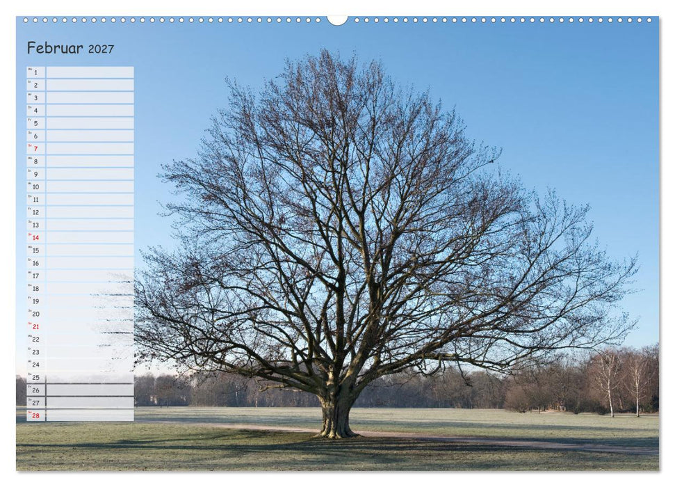 Die Buche: Jahresplaner 2027 (CALVENDO Wandkalender 2027)