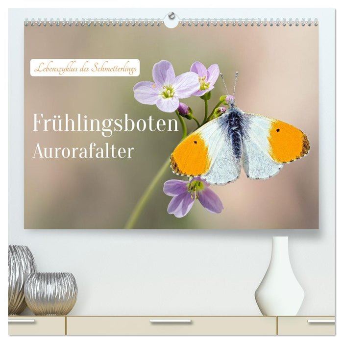 Frühlingsboten Aurorafalter (CALVENDO Premium Wandkalender 2027)