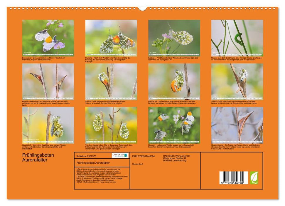 Frühlingsboten Aurorafalter (CALVENDO Premium Wandkalender 2027)