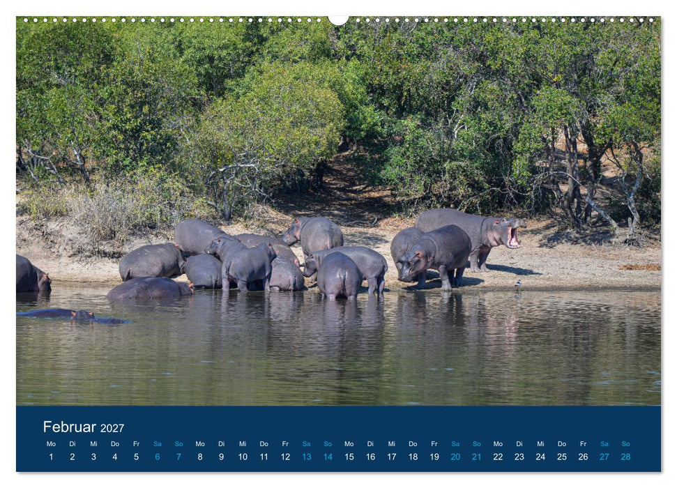 Nilpferde, Kolosse in Afrika (CALVENDO Premium Wandkalender 2027)
