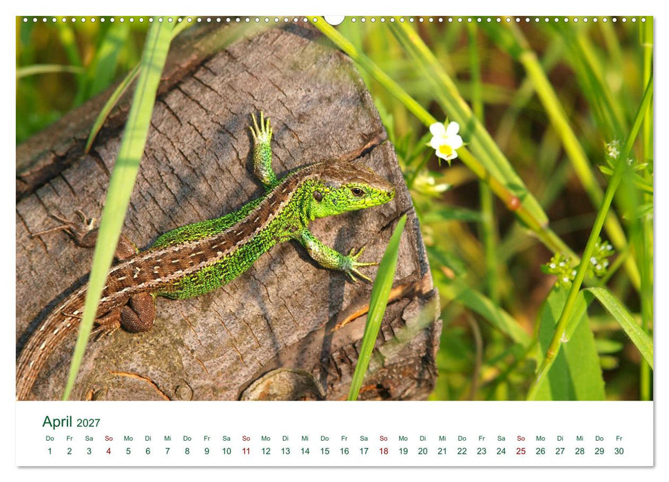 Auwälder bei Enns (CALVENDO Wandkalender 2027)