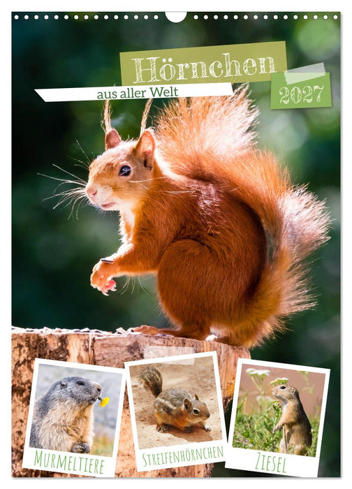 Hörnchen aus aller Welt (CALVENDO Wandkalender 2027)