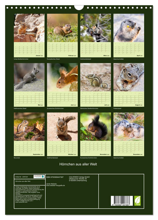 Hörnchen aus aller Welt (CALVENDO Wandkalender 2027)