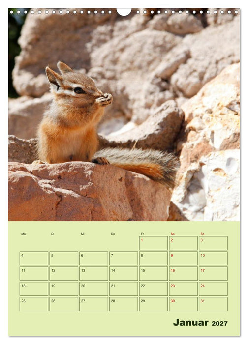 Hörnchen aus aller Welt (CALVENDO Wandkalender 2027)