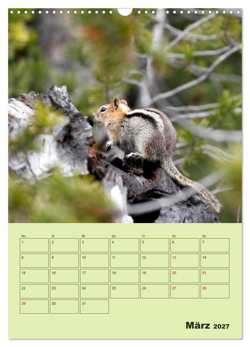 Hörnchen aus aller Welt (CALVENDO Wandkalender 2027)