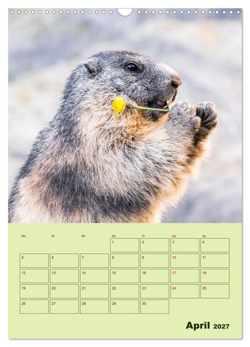 Hörnchen aus aller Welt (CALVENDO Wandkalender 2027)