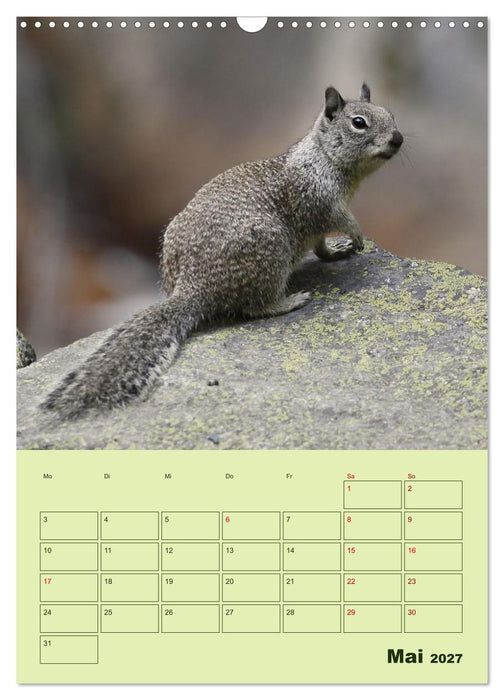 Hörnchen aus aller Welt (CALVENDO Wandkalender 2027)