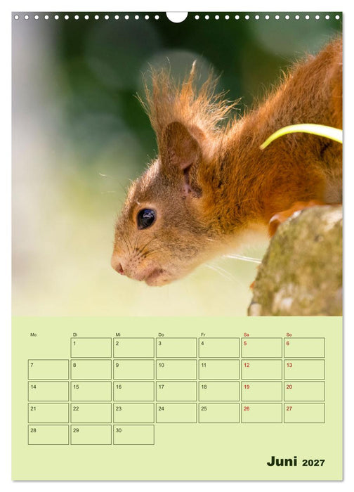 Hörnchen aus aller Welt (CALVENDO Wandkalender 2027)