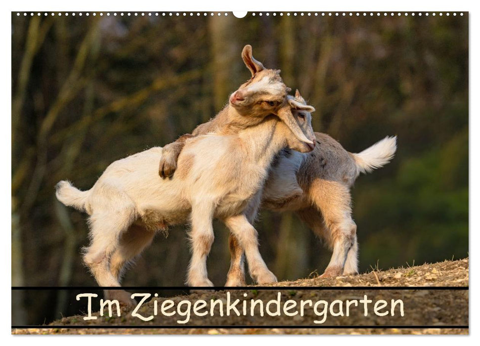 Im Ziegenkindergarten (CALVENDO Wandkalender 2027)