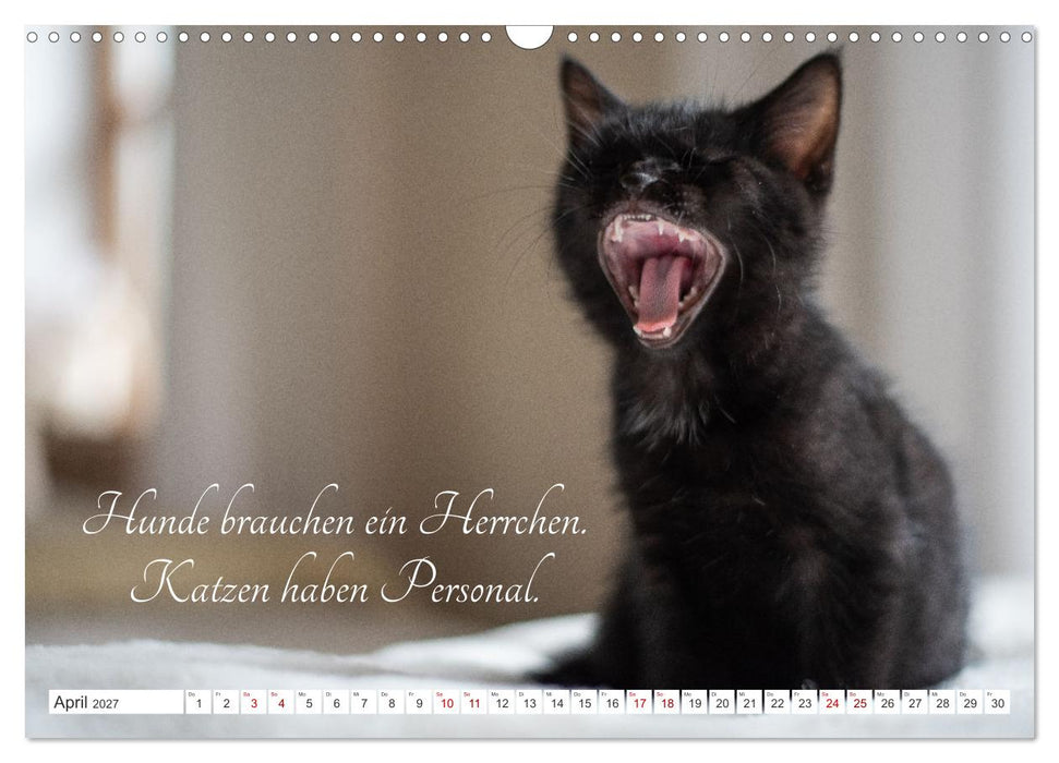 Kitten auf Entdeckungsreise (CALVENDO Wandkalender 2027)