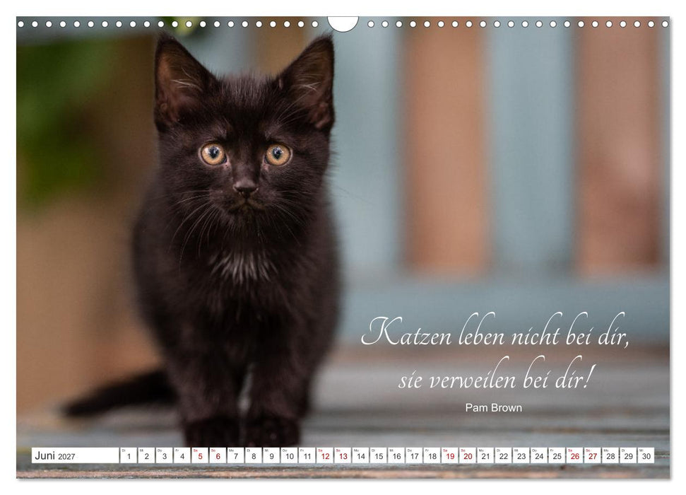 Kitten auf Entdeckungsreise (CALVENDO Wandkalender 2027)