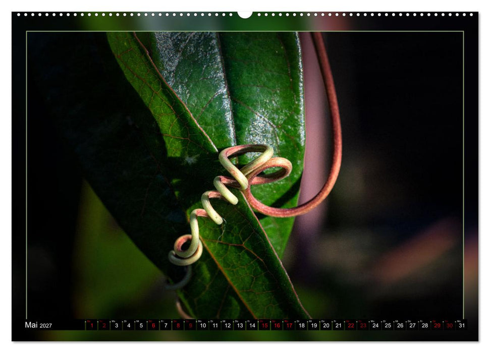 Blattkunstwerke (CALVENDO Premium Wandkalender 2027)