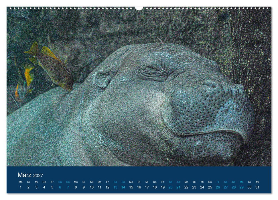 Nilpferde, Kolosse in Afrika (CALVENDO Wandkalender 2027)
